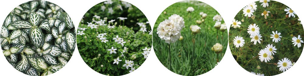 QGE 2022 plants - snakeskin plant, white star creeper, thrift, cut leaf daisy QGE 2022 plants