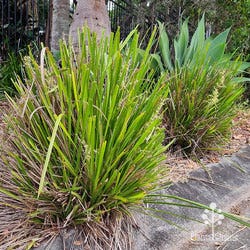 chopped lomandra chopped lomandra