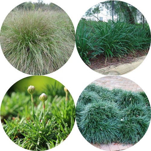 grasses grasses
