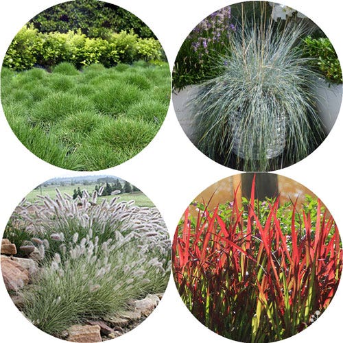 poa true grasses poa true grasses