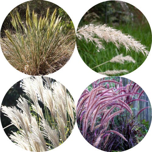 poa true grasses poa true grasses