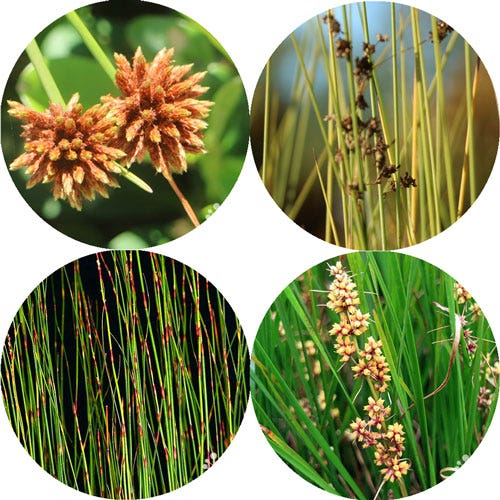 grasses grasses