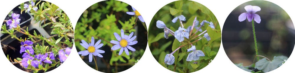 winter colour in the garden - blue