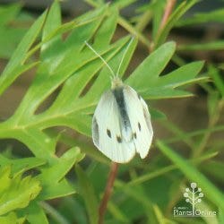 winter butterfly - white