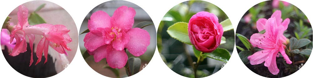 winter colour in the garden - candy pink