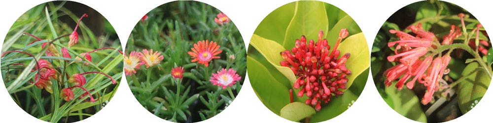 winter colour in the garden - flame