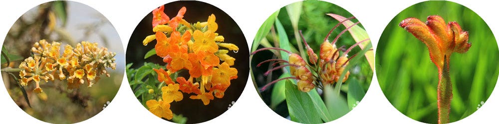 winter colour in the garden - orange