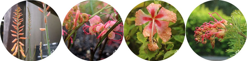 winter colour in the garden - peach