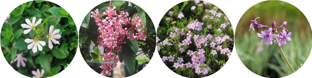 winter colour in the garden - pink