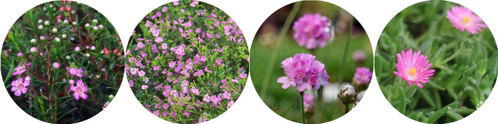 winter colour in the garden - pink