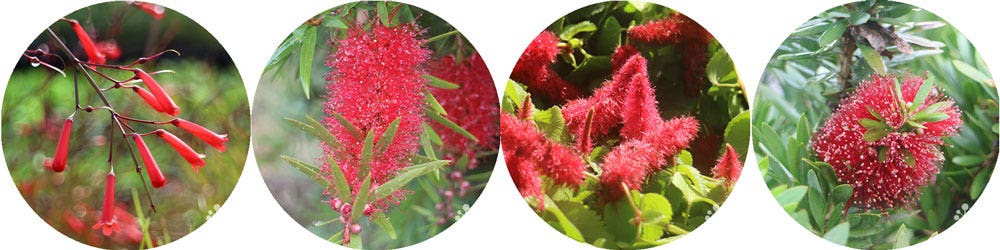 winter colour in the garden - red