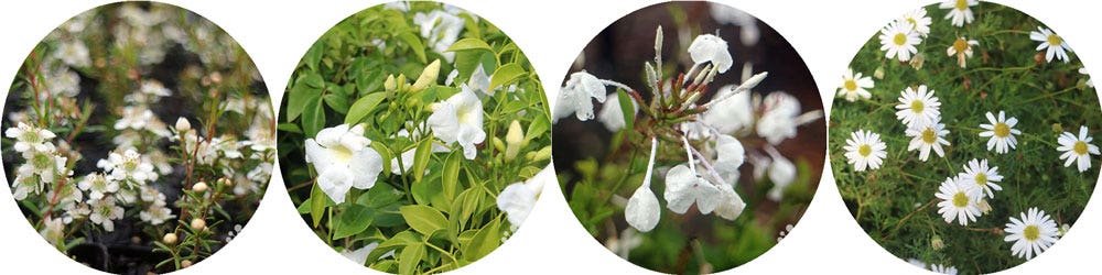 winter colour in the garden - white