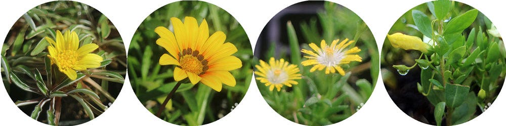 winter colour in the garden - yellow