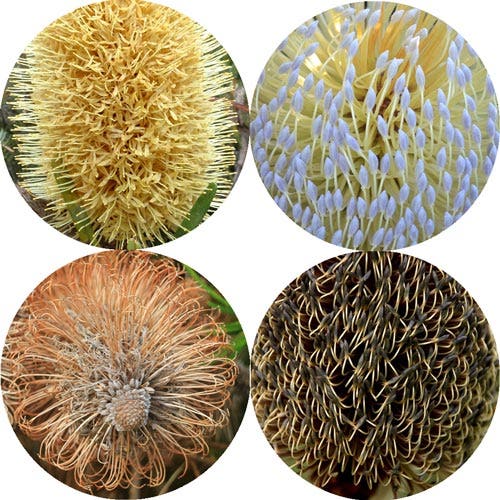 some banksia flowers some banksia flowers
