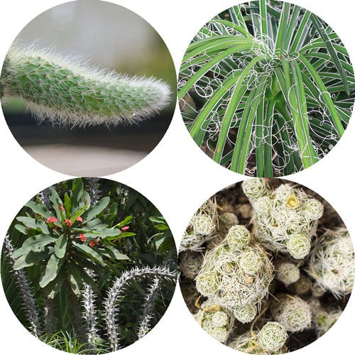 spiky plants spiky plants