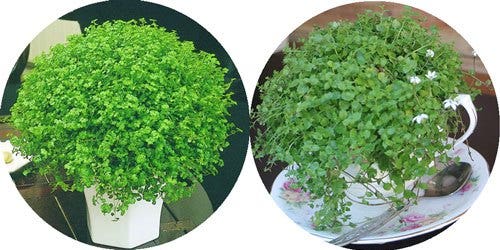 floofy plants floofy plants