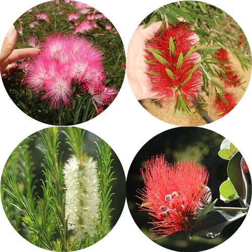 soft touch plants soft touch plants