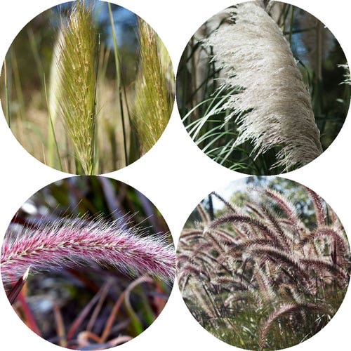 soft touch plants soft touch plants