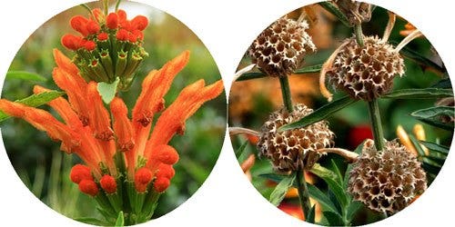 lion's ear lion's ear