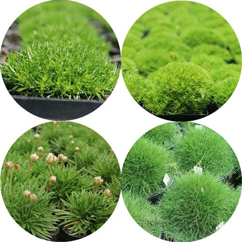 soft touch plants soft touch plants