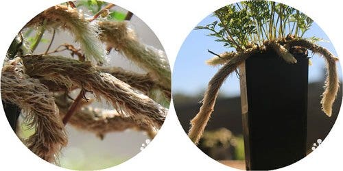 rabbit's foot fern rabbit's foot fern