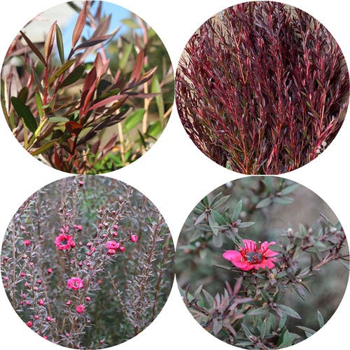dark leaved tea trees