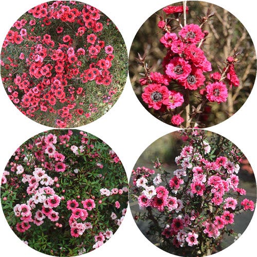 double flowered tea trees