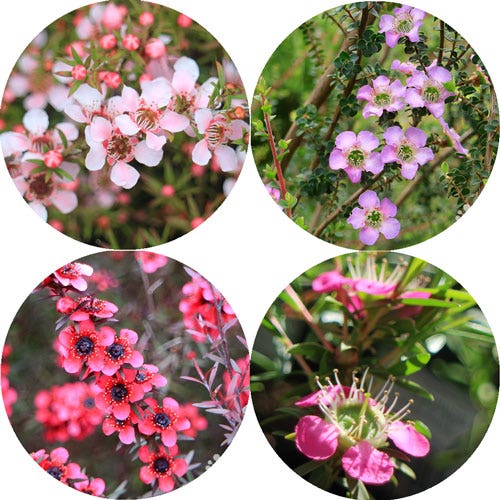 pink flowered tea trees