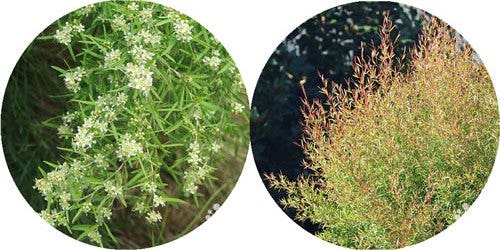 tea tree trees