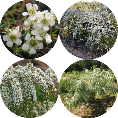 white flowered tea trees