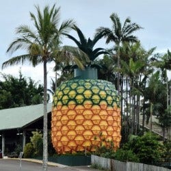 The Big Pineapple, Woombye QLD