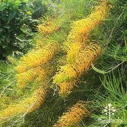 Cooroora Cascade