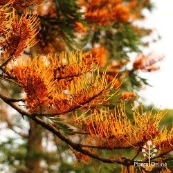 Grevillea robusta