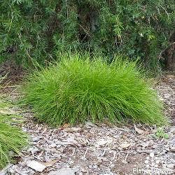 Lomandra Little Con