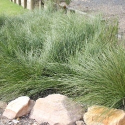 Lomandra Shara