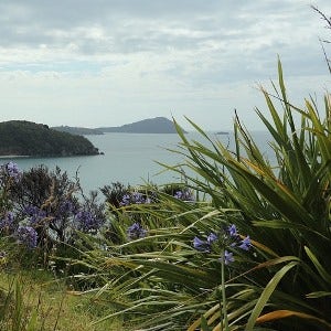 phormiums in rugged New Zealand landscape phormiums in rugged landscape