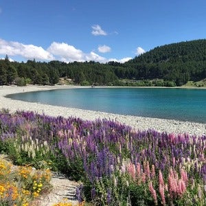 New Zealand lupin lake lupin lake