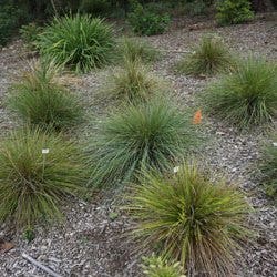 Ozbreed trial garden Ozbreed trial garden