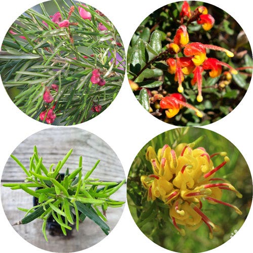 Grevillea Grevillea