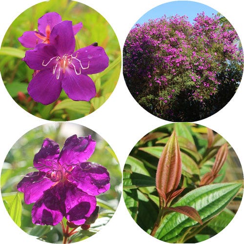 Tibouchina Tibouchina