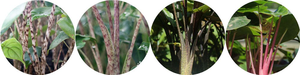 alocasia stems