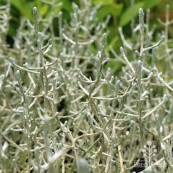 cushion bush cushion bush