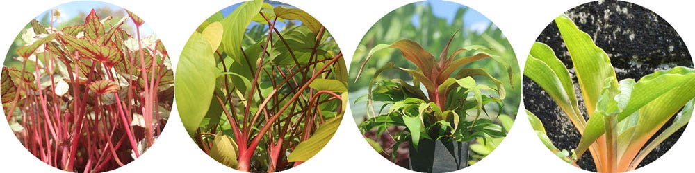 red and orange stems