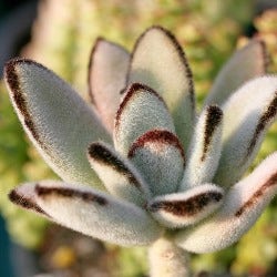 panda plant panda plant