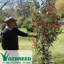 Photinia Thin Red