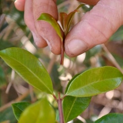 Pinching out the growing tip