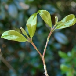 New growth following tip pruning