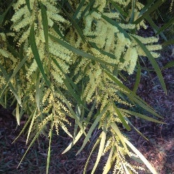 gossamer wattle