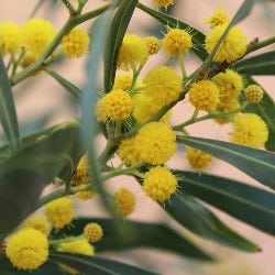 maternity plants for butterflies