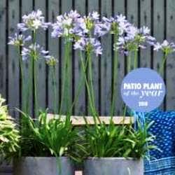 short agapanthus